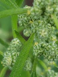 Image result for Chenopodium olukondae