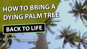 Familiarize yourself with characteristics of fungus on. How To Bring A Dying Palm Tree Back To Life Phoenix Trim A Tree
