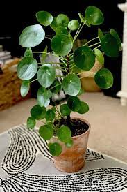 Pin On Indoor House Plants