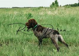 Image result for griffon korthalsův