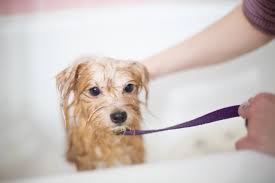 To make neat and attractive groom a dog. Toronto Mississauga Want Pet Grooming Dog Daycare Considered As Essential Services During Lockdown 680 News
