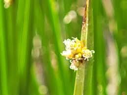 Image result for Schoenoplectiella senegalensis