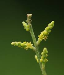 Image result for Santalaceae