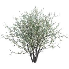 Image result for Acacia mellifera