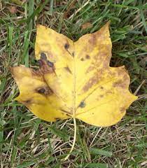 The tulip poplar tree is best known for its flowers that resemble tulips. Tulip Poplar Early Yellowing Walter Reeves The Georgia Gardener