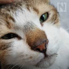 Family pet animal hospital and our veterinarians are deeply committed to delivering outstanding veterinary care for your pet and exceptional service for you. Adopt Don T Shop The Cats And Dogs That Need Homes In The Uae The National