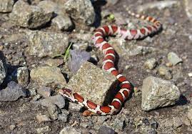 Eastern Milk Snake Bucks County Pa May 2016 Milk Snake Beaded Bracelets Bucks County