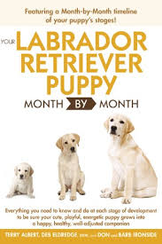 We strive for breed standard, intellegent, highly trainable, and extremely loveable labradors. Your Labrador Retriever Puppy Month By Month Everything You Need To Know At Each Stage Of Development Your Puppy Month By Month Kindle Edition By Eldredge Debra Albert Terry Crafts Hobbies
