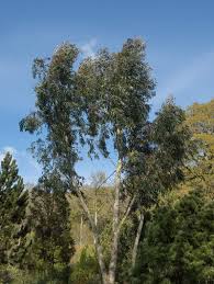 60 to 70 percent of total height growth is achieved by about age 10. Pin On Workshop