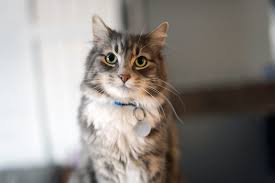 Cute kitten adoption vlog ✨ i always wanted to be a cat mom since the sailer moon days thank you for being here for my. Cat Adoption Bc Spca