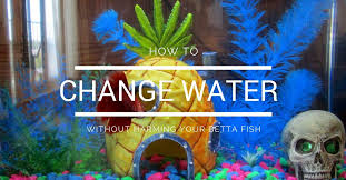 Contents show ideal water temperature for betta fish can i use tap water in my betta fish tank? Confused About How Often Or How To Change Your Betta Fish Water This Article Will Answer Your Questions And Show You How To Do Betta Fish Betta Aquarium Betta