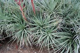 Image result for Pycnostachys coerulea