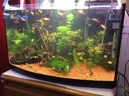 65 Litre Bitkili Canli Doguran
