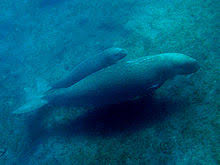 Dugongs are large marine mammals in northern australia that eat sea grass on the sea bottoms and are therefore also called sea cows. Dugong Wikipedia