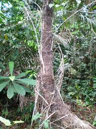 Image result for Raphia gentiliana