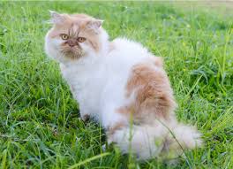 Kidney stones are one of those diseases that are rarely visible during the initial stages. Kidney Stones In Cats Petmd