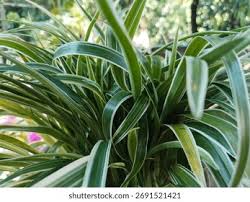 Image result for Chlorophytum pubiflorum