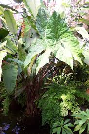 Image result for Pilea johnstonii