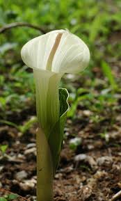 We did not find results for: Favorite White Flowered Bulbs Pacific Bulb Society