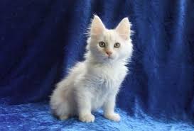 Aussi, pour un chaton à vendre ou à donner, vous trouverez des. Je Suis Un Petit Chat Blanc Qui Cherche Une Nouvelle Famille Je Suis Affectueux Propre Et Je Mange Seul Mes Croq Chats Et Chatons Chat A Donner Chaton Angora