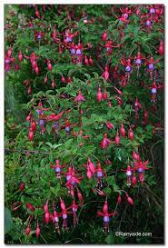 Pat S Dream Hardy Fuchsia Among The Many Dependable Long Blooming Fuchsia Shrubs For Shady Spots Gr Hanging Flower Baskets Pink And Purple Flowers Fuchsia