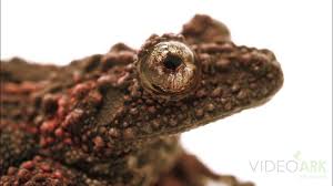 Image result for Tristemma leiocalyx