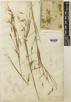 Image result for Andropogon pseudapricus