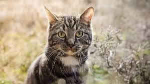 While combing your pet won't do as thorough a job as a spot on treatment like advantage for dogs or advantage for cats before you begin combing, you should fill a bowl or bucket with hot and soapy water. Best Flea Combs For Cats In 2021 Reviews