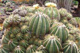 The cactus species never ceases to amaze. Cactus Description Distribution Family Facts Britannica