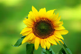 July Birth Flowers: Meanings and ...