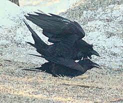 Project FeederWatch