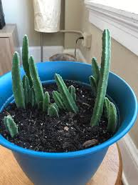 The other types of immature cactus paddles have to have their thorns removed (either scrape off with a non serrated knife, or slice off the thorns by holding a the youngest, thinnest cactus paddles can be eaten as is. Does Anyone Know What Type Of Cactus This Is She S Very Soft No Needles And She Turns Brown When She S Not Feeling Well She Originally Came From The Florida Keys Let Us