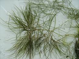 Image result for Stuckenia