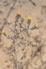 Image result for Distephanus divaricatus