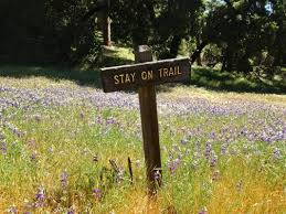 Email email | phone phone. Where To Find The Best Wildflowers In Santa Cruz County Visit Santa Cruz County