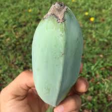 Here's why everyone is talking about them. Blue Java Banana Pre Order Miami Fruit