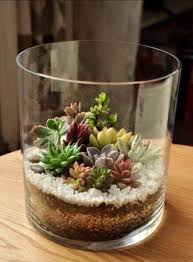 Succulent Terrarium Plants Succulent Terrarium Succulents