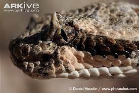 Dusty Rattlesnake Southern Us Google Search Snake Types Of Snake Reptile Snakes