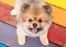 It can be as organized or as improvised as you'd like. 17 Virtual Graduation Party Ideas For 2021 Purewow