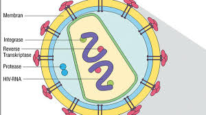A protease (also called a peptidase or proteinase) is an enzyme that catalyzes (increases the rate of) proteolysis, the breakdown of proteins into smaller polypeptides or single amino acids. Pharmakologie Zwei Neue Medikamente Gegen Aids Entwickelt Welt