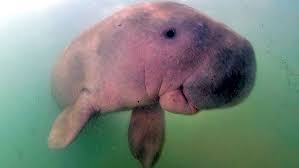 The dugong (dugong dugon) is a large mammal that lives its whole life in the sea. A Beloved Baby Dugong Is Killed By Plastic Waste