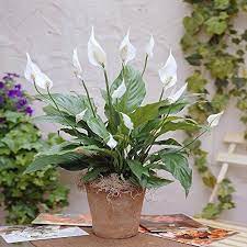 Spathiphyllum Chopin Peace Lily 1 Plant Gardens4you Https Www Amazon Co Uk Dp B00butai5c Ref Cm Sw R Pi Dp 61qh Peace Lily Plant Peace Lily Care Peace Lily
