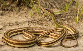 Pin On Snakes