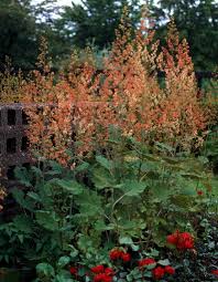 Image result for Macleaya