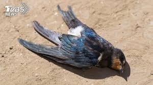百萬隻鳥離奇暴斃死前「呆望路邊」送驗曝真相