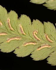 Image result for Athyrium lewalleanum