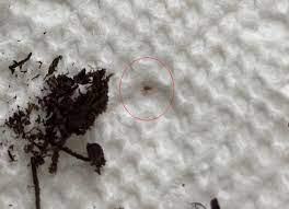 You'll also frequently find these bugs in your basement, attic, and kitchen. Ask A Question Forum Tiny Dark Silver Bugs In Soil Of Houseplants Garden Org