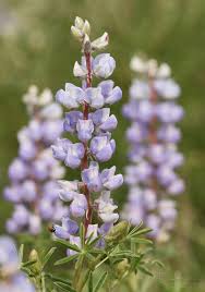Image result for Lupinus mexicanus