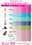 Life stages - Cat Care for Life