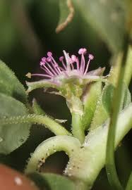 Image result for Zaleya